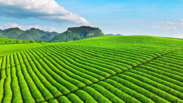 Aerial shot of a beautiful green tea plantation with mountain natural landscape in summer