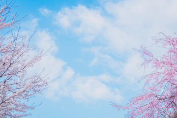 Cherry blossoms and blue sky in spring, Japan