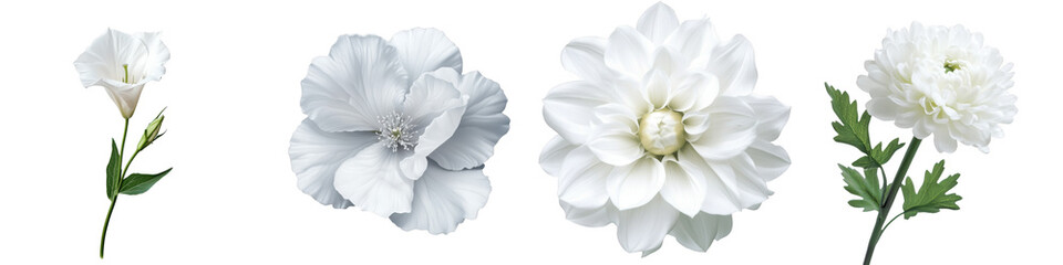 Elegant White Flowers Collection for Nature and Floral Designs on a Transparent Background.