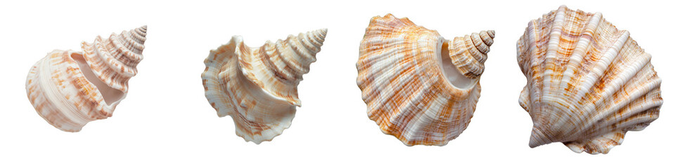 Obraz premium Diverse Collection of Beautiful Shells Displaying Natural Patterns on a Transparent Background.