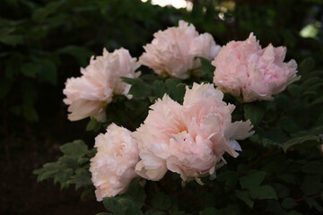 Beautiful flower of paeonia plant