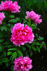 Beautiful flower of paeonia plant