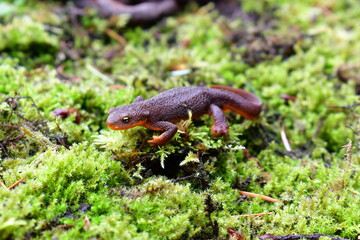 Newt #1