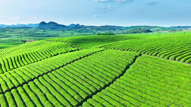Aerial shot of the beautiful green tea plantation with rolling hills natural landscape in summer
