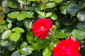 Beautiful roses in full bloom at the Japanese Rose Garden.