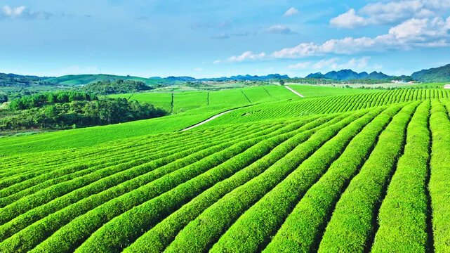 Aerial shot of the beautiful green tea plantation with rolling hills natural landscape in summer