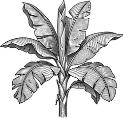 Vintage Banana Tree Engraving Vector Illustration | Black and White Botanical Tropical Plant
