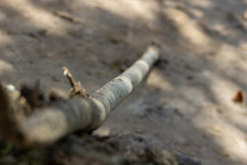 Obraz premium una rama de arbol en la arena