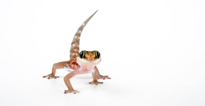 Tiger thick-toed gecko // Tigergecko (Pachydactylus tigrinus) 