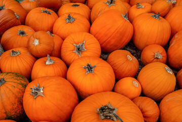Pile of bright orange pumpkins for autumn, Halloween, and Thanksgiving displays.
