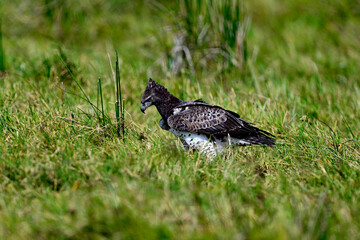 Long Crested Eagle in the grassy field