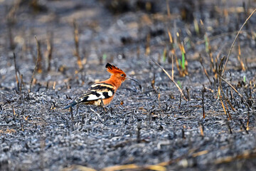 African Hoopoe in a Burnt Field © Amazing ActionShots