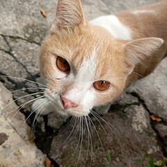 portrait of a orange cat with orange eyes
