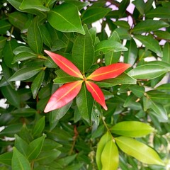 Close up of bright young leaves contrasting beautifully with surrounding green foliage