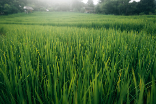 Rice leaves and rice stalks in the fields, nature, agriculture and tourism