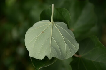 Hibiscus hamabo, coastal deciduous shrub with pale yellow flowers and salt tolerance