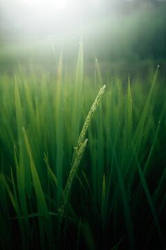 Rice leaves and rice stalks in the fields, nature, agriculture and tourism
