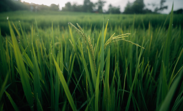 Rice leaves and rice stalks in the fields, nature, agriculture and tourism