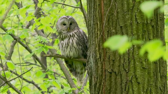 Ural owl Strix uralensis perched on tree branch in spring green forest. Owl turns his head and looks around