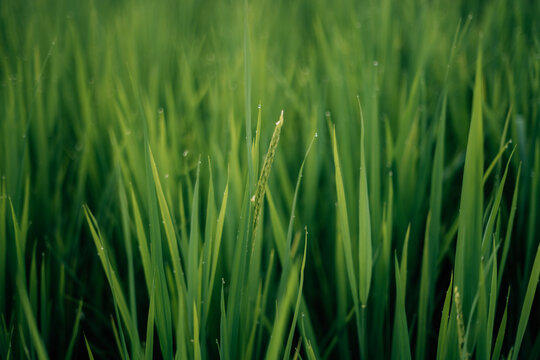 Rice leaves and rice stalks in the fields, nature, agriculture and tourism