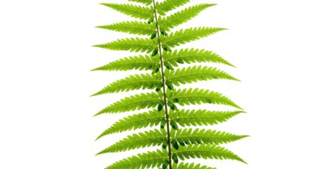Close up of a vibrant green fern frond with intricate details 10.