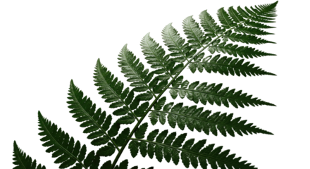 Close up of a vibrant green fern frond with intricate details 11.