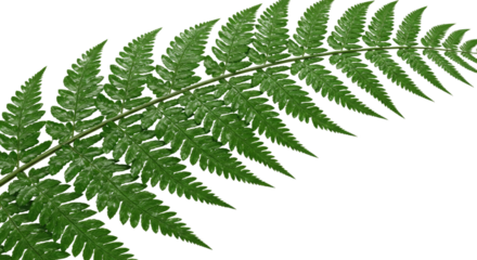 Close up of a vibrant green fern frond with intricate details 28.