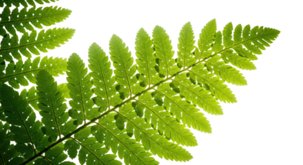 Close up of a vibrant green fern frond with intricate details 32.