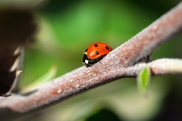 Ladybug perched on a branch in a natural outdoor setting
