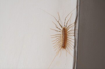 House centipede crawling on a white wall in a home, close-up view