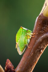 Close-up of a vibrant green treehopper insect perched on a brown twig