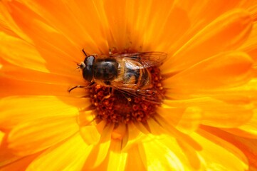 Hoverfly on a vibrant orange calendula flower in bright sunlight