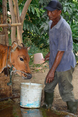 A farmer tends to his cow in a wooden stable, pouring water from a small cup into a bucket, surrounded by natural light and rural tranquility, representing compassion and livestock care.