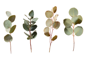 Four eucalyptus sprigs, various shades of green and light beige