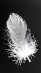 Obraz premium Close-up monochromatic image of a single delicate white feather