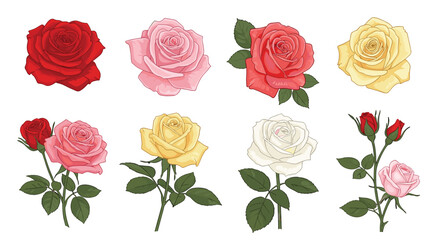 Fototapeta premium A beautiful collection of diverse blooming roses in various colors.