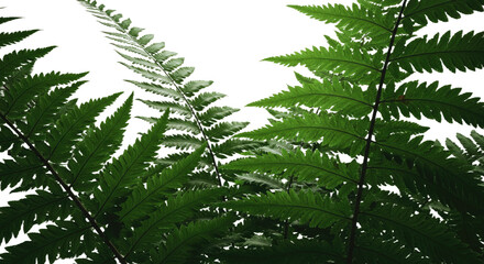 Obraz premium Close up of lush green fern fronds against a bright sky.