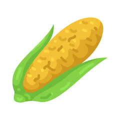 Illustration of an Ear of Corn