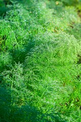 Dill plants sparkle with morning dew, creating an enchanting, verdant scene that feels fresh and clean. The photograph is close up and from a high angle.
