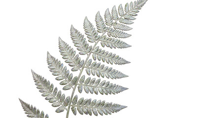 Naklejka premium Closeup of a delicate fern frond with intricate details.