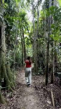adventurous girl strolls in Licuala Forest Park admiring unique Australian fan palms (Licuala ramsayi) in lush dense rainforest, tropical North Queensland, near Cairns, Queensland, Australia