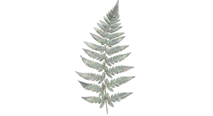 Delicate Fern Leaf Isolated on White Background Botanical Illustration.