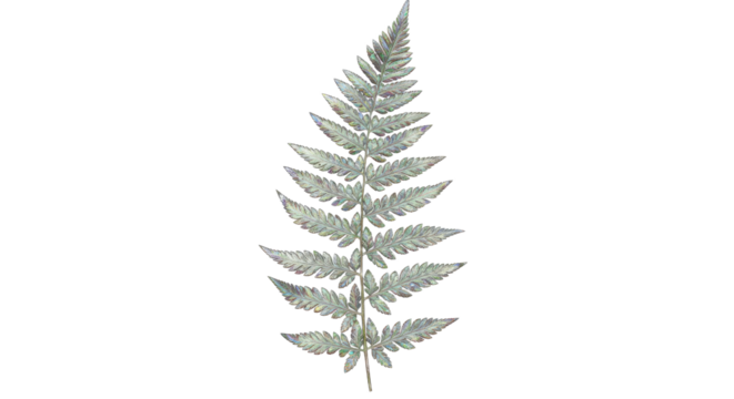 Delicate Fern Leaf Isolated on White Background Botanical Illustration.