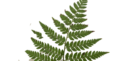 Detailed Green Fern Leaf with Intricate Fronds and Pinnules.