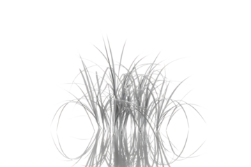 Abstract white fiber strands forming a bushy organic shape isolated on transparent background
