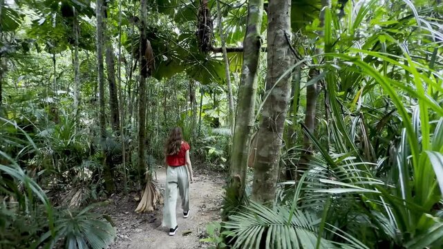 adventurous girl strolls in Licuala Forest Park admiring unique Australian fan palms (Licuala ramsayi) in lush dense rainforest, tropical North Queensland, near Cairns, Queensland, Australia
