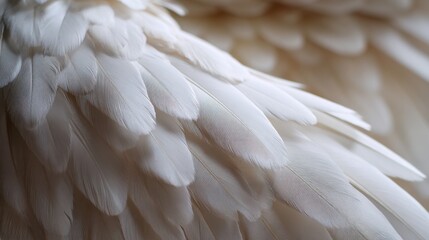 Obraz premium Close up of bird white feathers