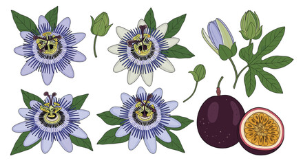 Beautifully illustrated set of passion flowers and fruits.