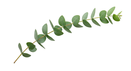 Eucalyptus branch with oval green leaves on white background.