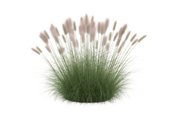 A fluffy green spherical plant with delicate pinkish white petals reaching upwards isolated on transparent background